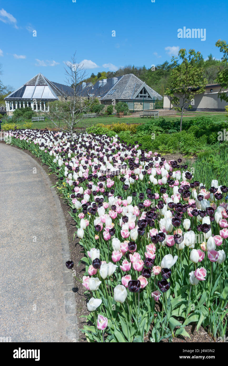 Tulpe-Grenzen in Harlow Carr Gardens Stockfoto