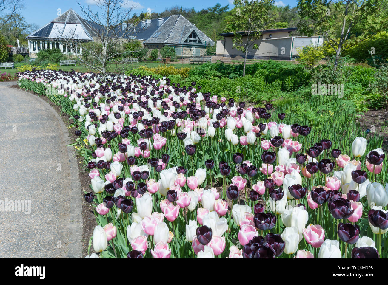 Tulpe-Grenzen in Harlow Carr Gardens Stockfoto