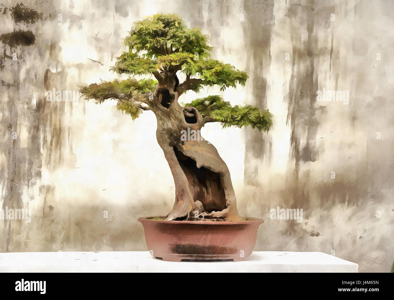 sageretia bonsai tree Chinese Sweet Plum (sageretia theezans) Bonsai  Allshapes Bonsai