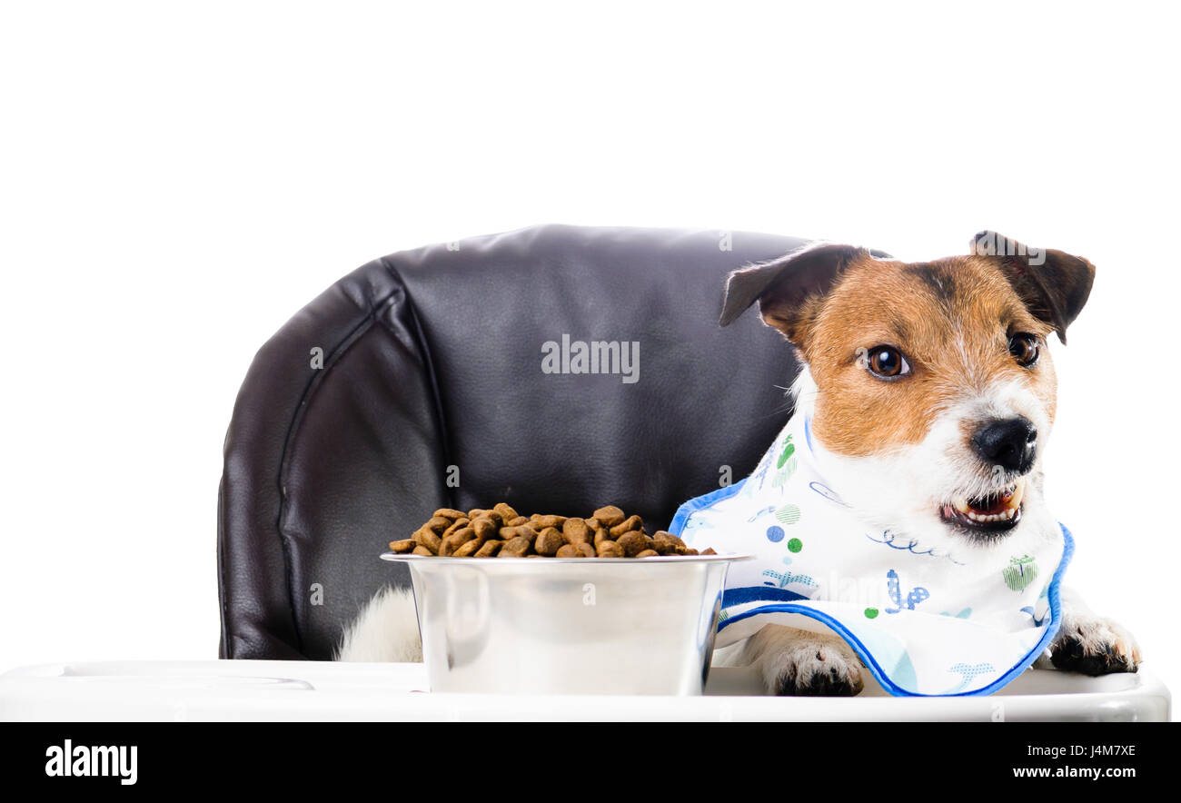 Hund Essen Trockenfutter aus Schüssel tragen Lätzchen Blick in die Kamera Stockfoto
