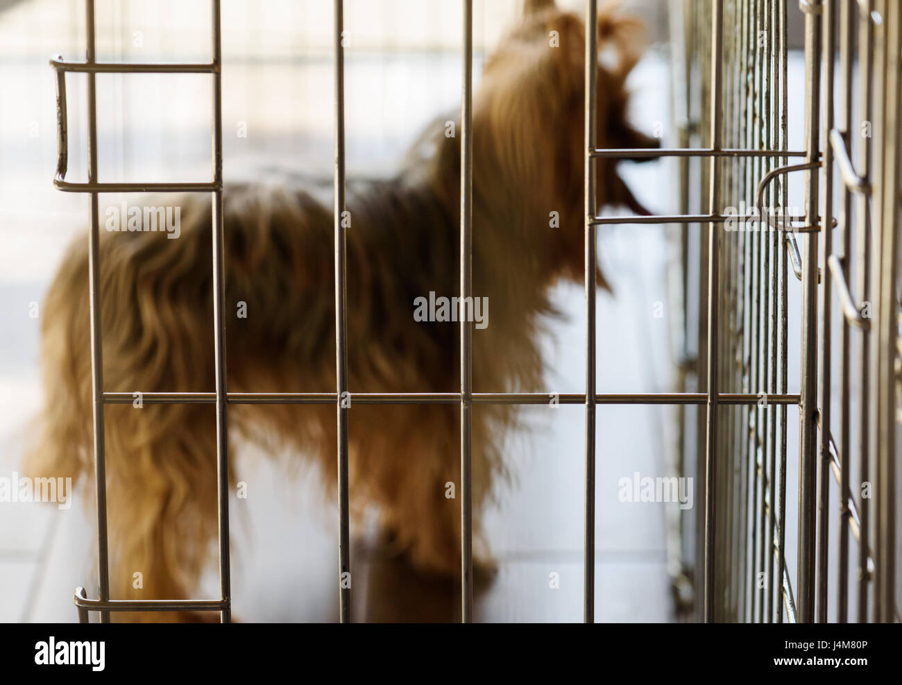 Verschwommene Silhouette der Hund hinter Gittern Kiste Stockfoto