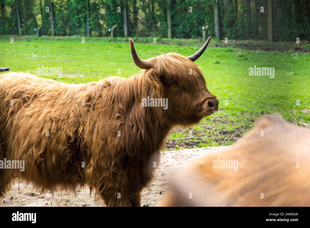 Hochlandrinder braun mit schöne lockige Haare Stockfoto