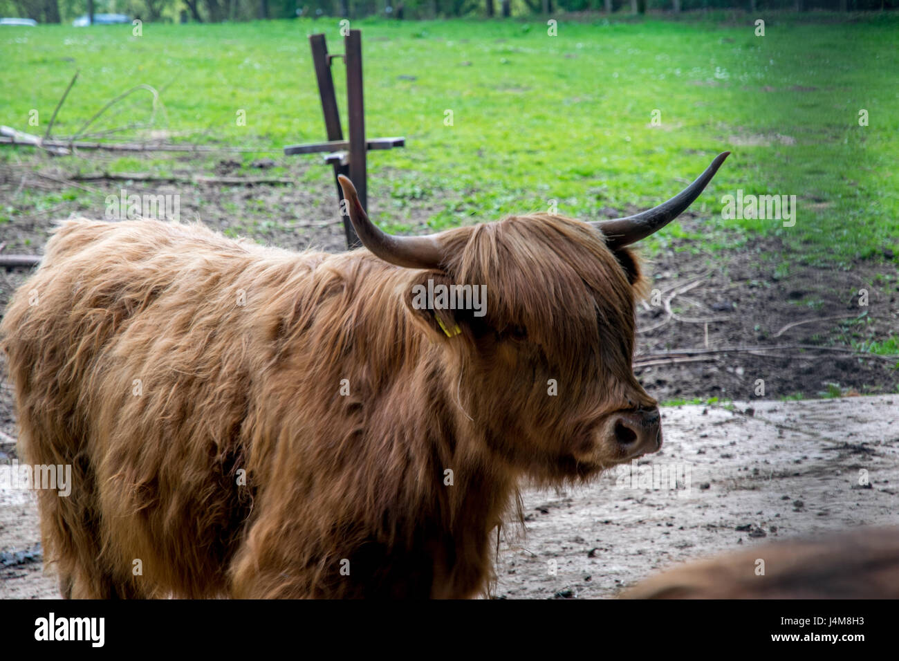 Hochlandrinder braun mit schöne lockige Haare Stockfoto