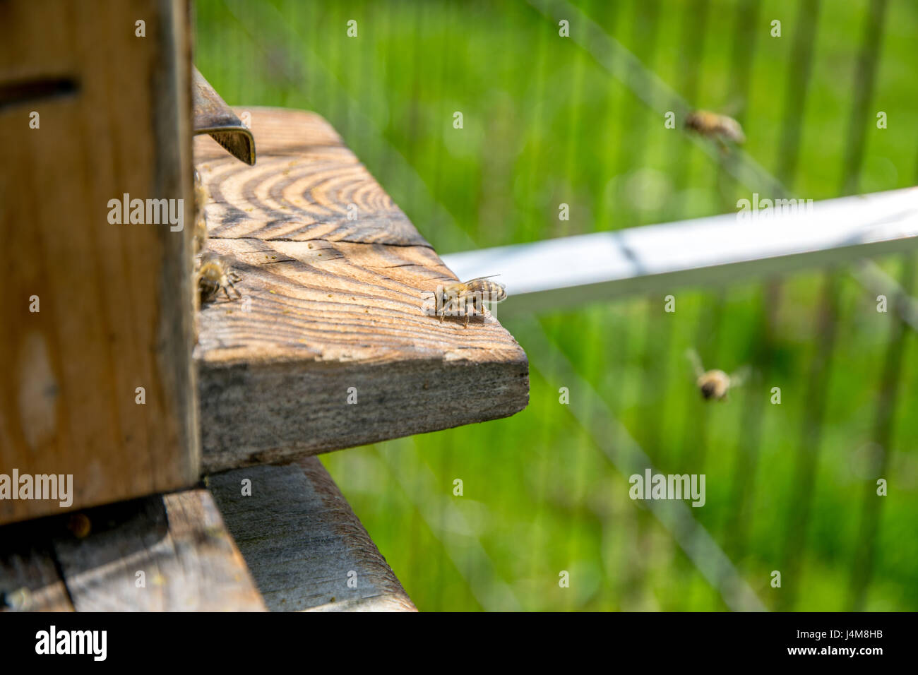 Bienen in der Nähe der Eingangstür zu ihrer Zelle Stockfoto