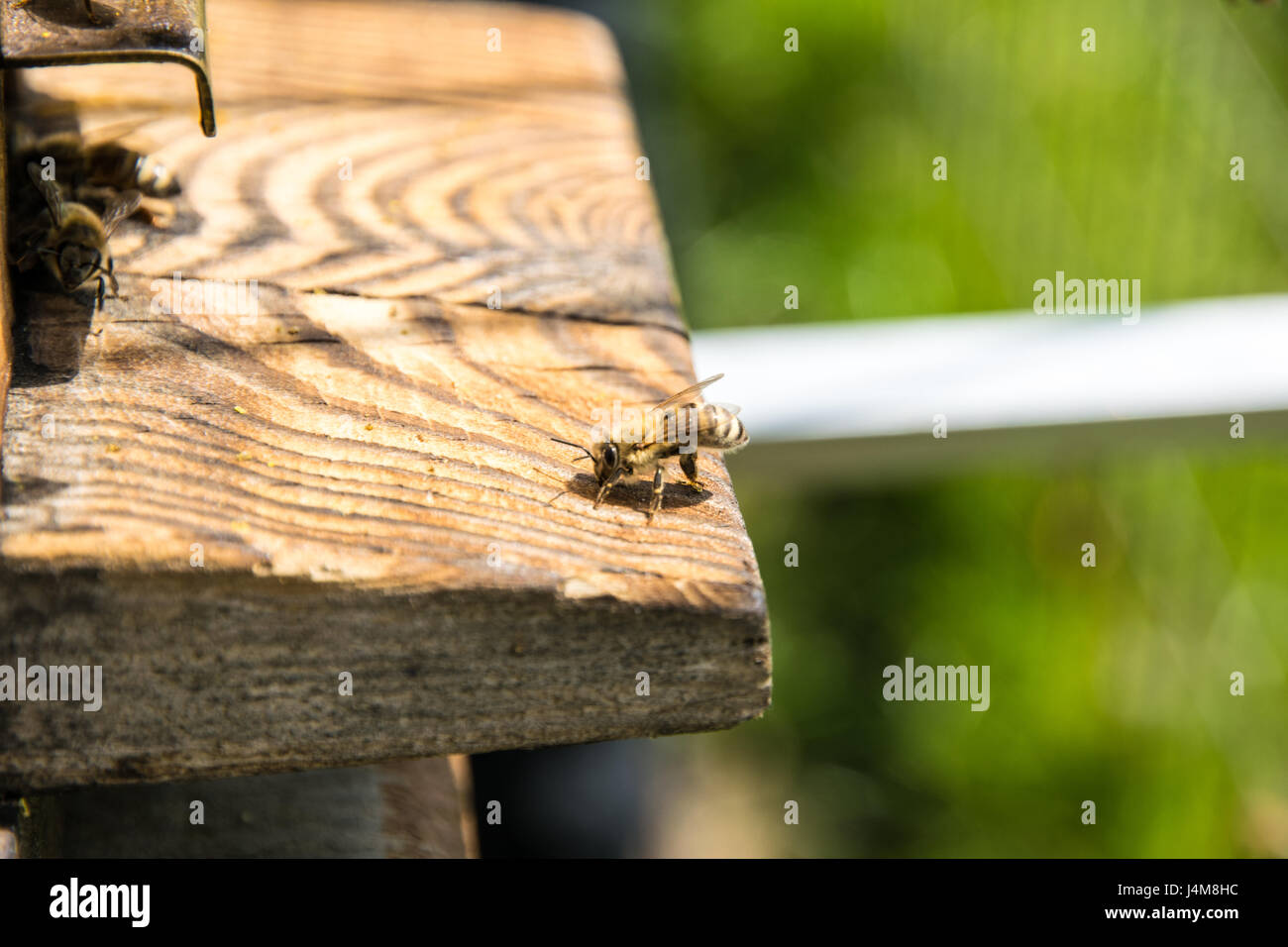 Bienen in der Nähe der Eingangstür zu ihrer Zelle Stockfoto