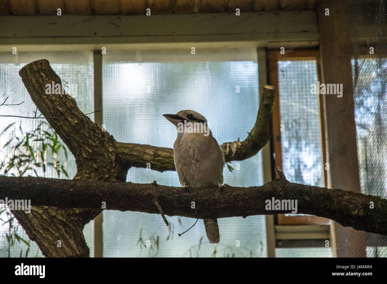 bunter Vogel in einen großen Käfig auf einem hölzernen Zweig Stockfoto