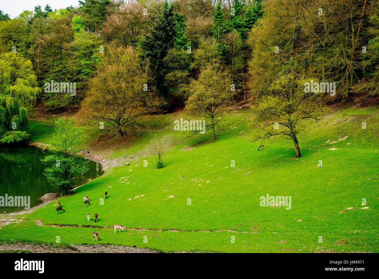 schöner Blick ins Grüne mit Hirschen in der Natur Stockfoto