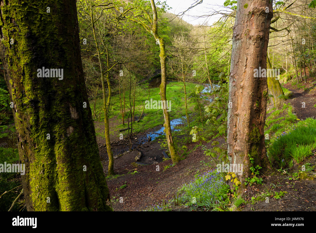 Ein Weg durch Nutclough Woods, Hebden Bridge, West Yorkshire, Großbritannien Stockfoto