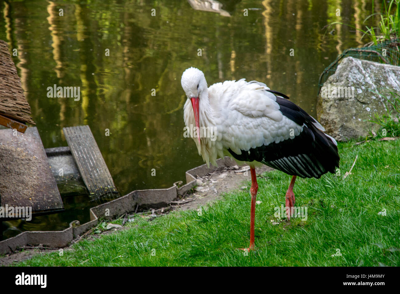 schöne weiße Storch Reinigung selbst Stockfoto