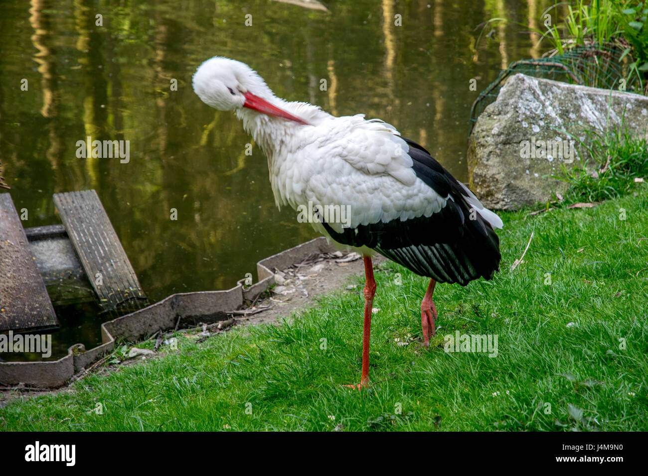 schöne weiße Storch Reinigung selbst Stockfoto