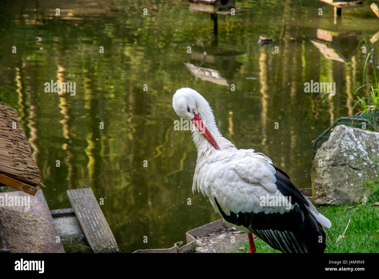 schöne weiße Storch Reinigung selbst Stockfoto