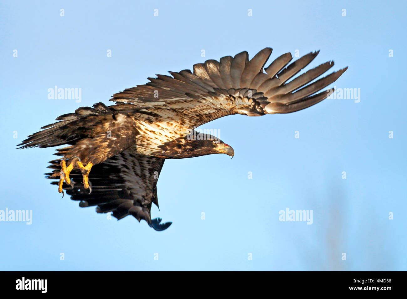Junge Adler im Flug in blauer Himmel, sein Flug Fähigkeiten testen. Stockfoto
