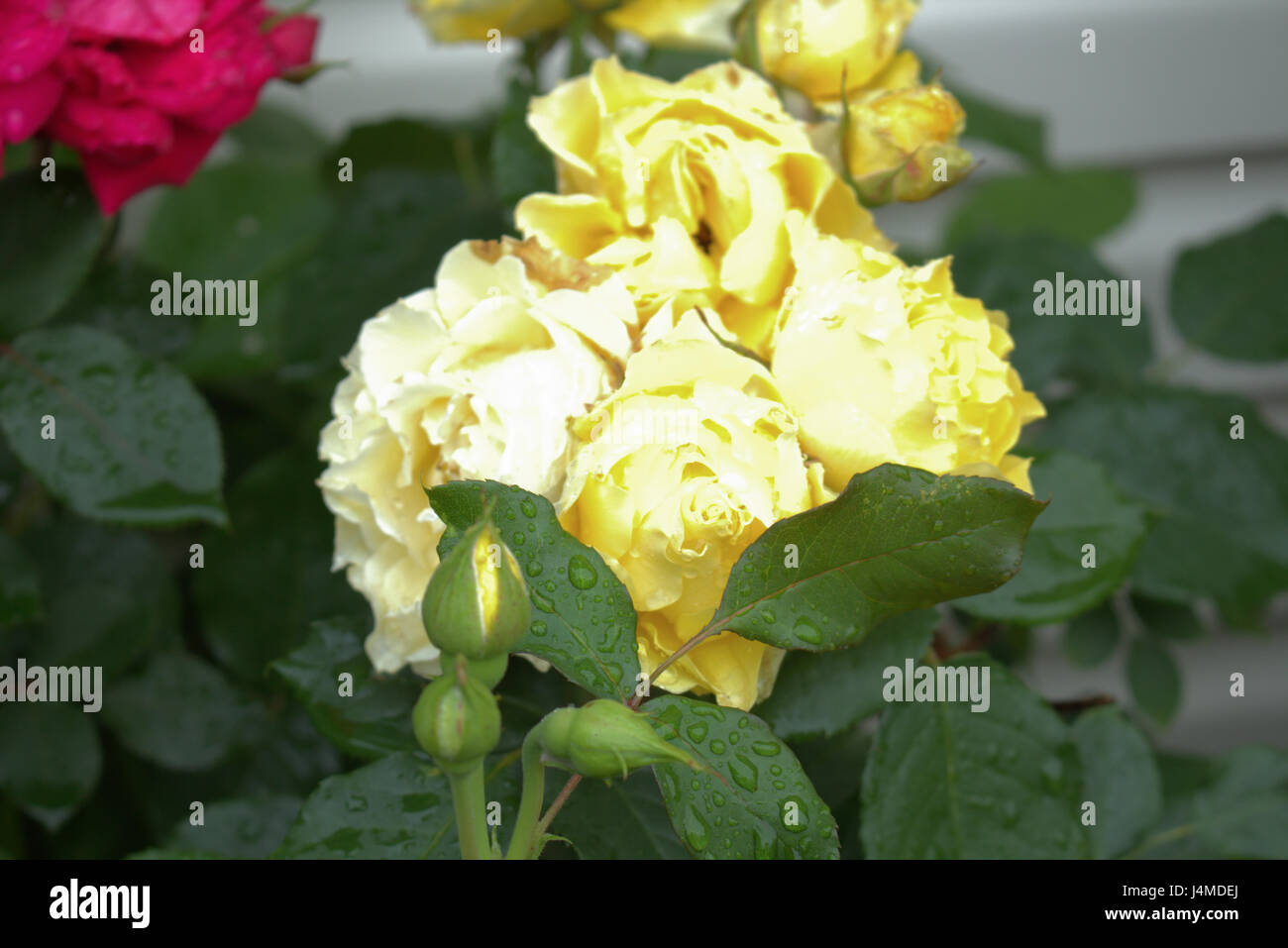 Gelbe Rosen mit Regentropfen. Rosen in voller Blüte und gebündelt zusammen... Stockfoto