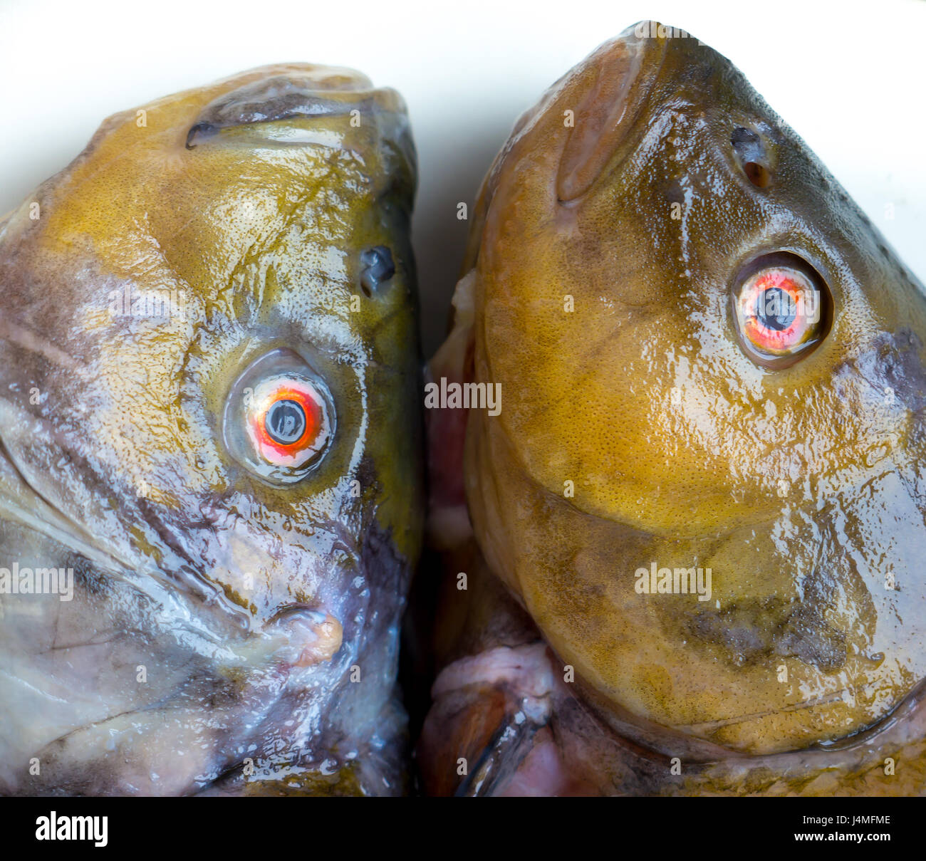 Die Fischkopf Objekt eingefroren. Stockfoto