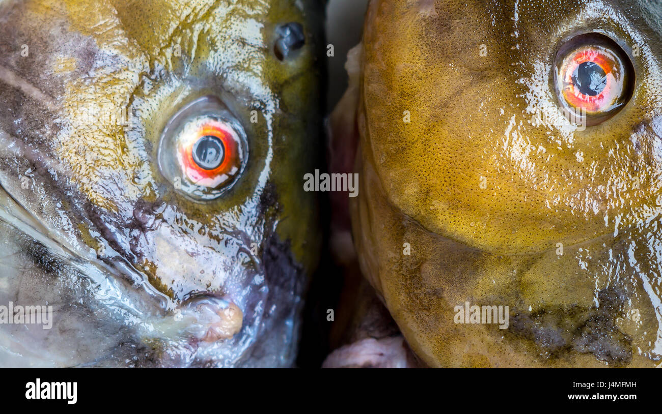 Die Fischkopf Objekt eingefroren. Stockfoto
