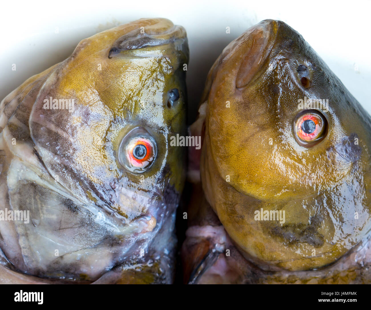Die Fischkopf Objekt eingefroren. Stockfoto