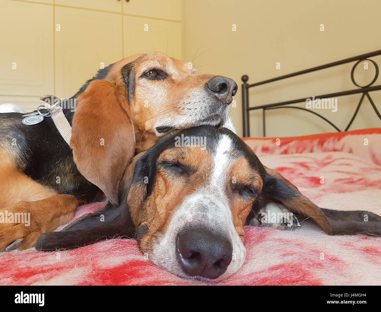 Hund-paar übereinander schlafen. Ein süßer Moment der zwei niedliche Haustiere. Stockfoto