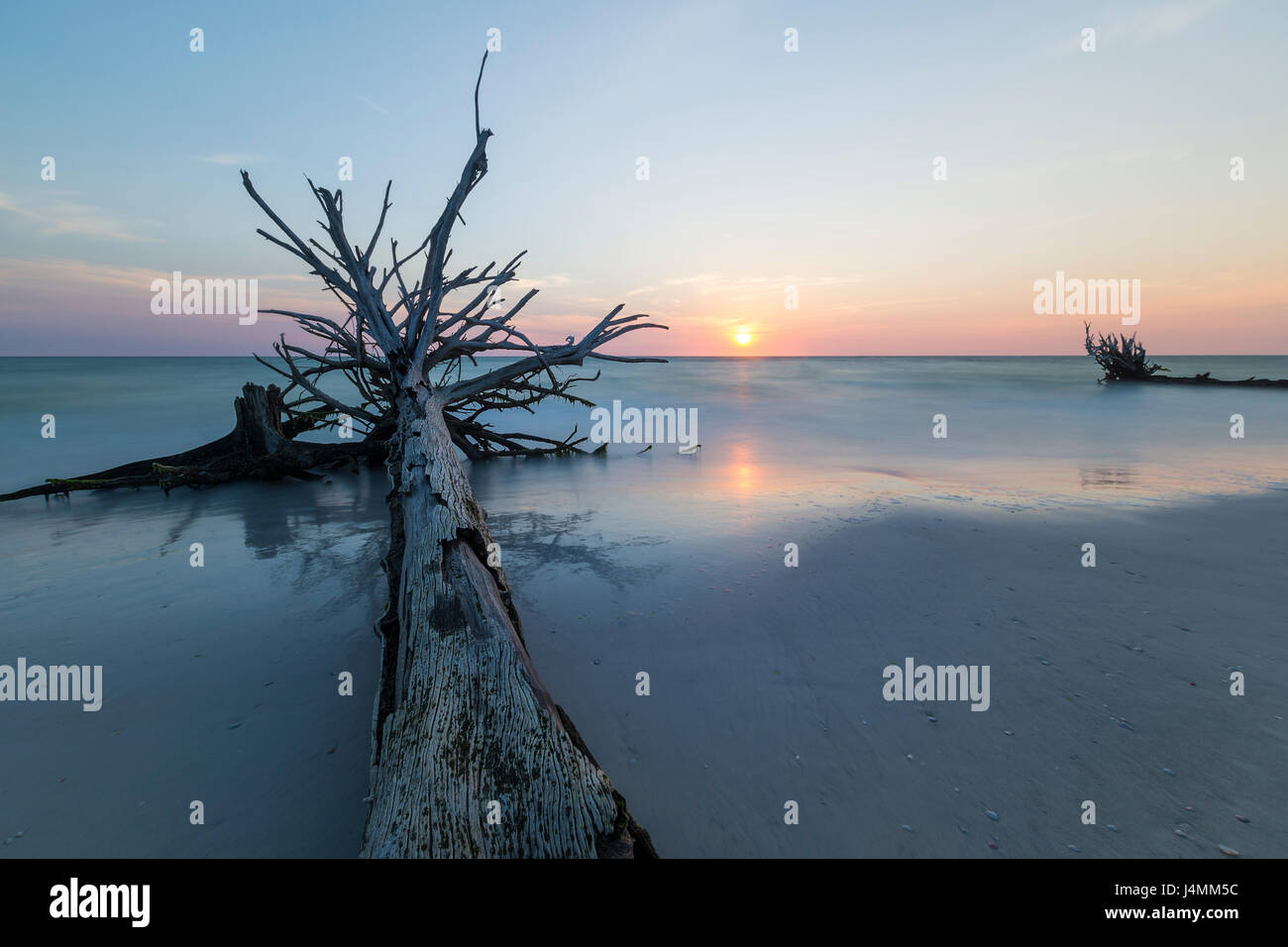 Sonnenuntergang Bäume bei Beer Can Island, Longboat Key, Florida, USA Stockfoto