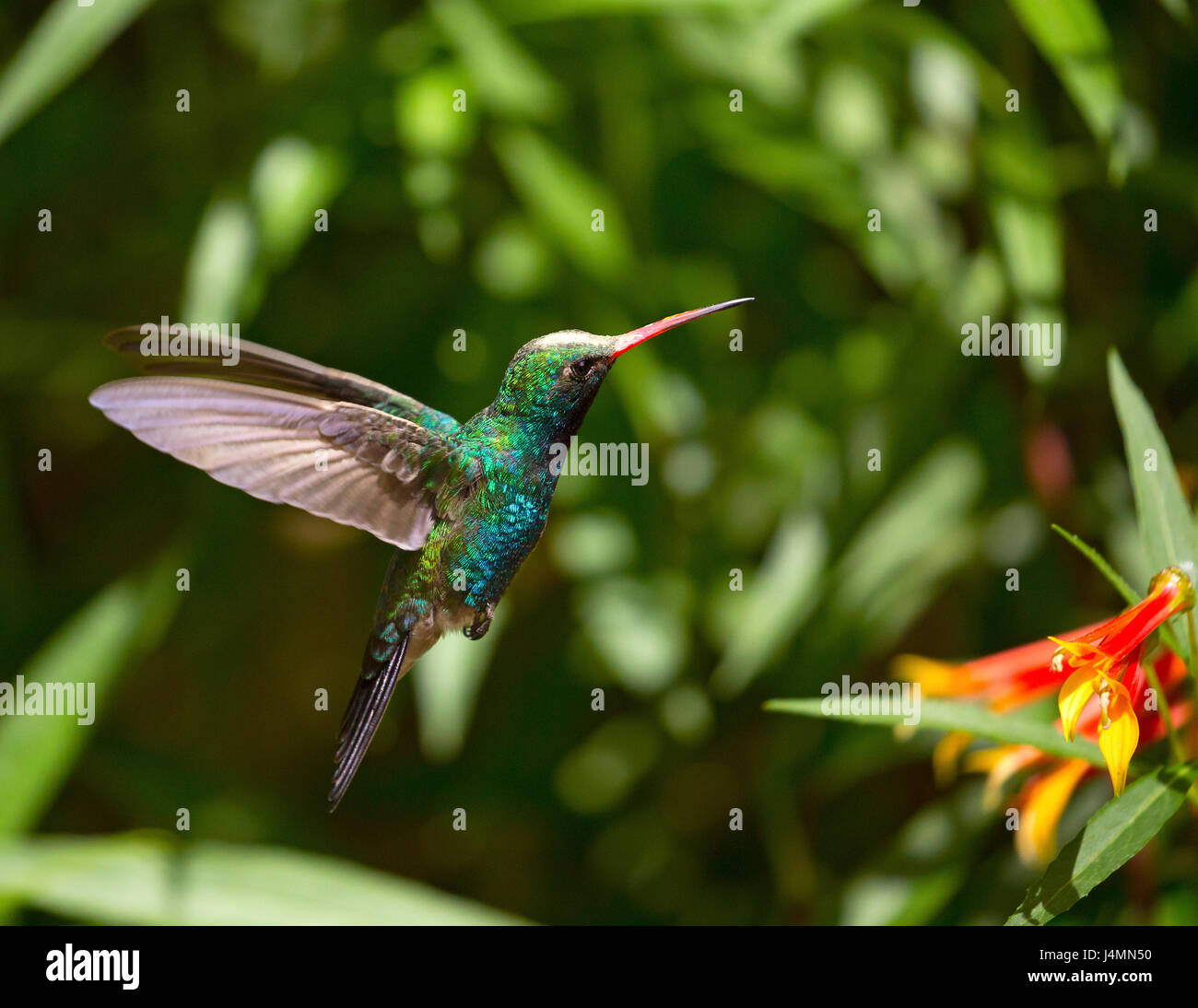 Kolibri im Flug Stockfoto