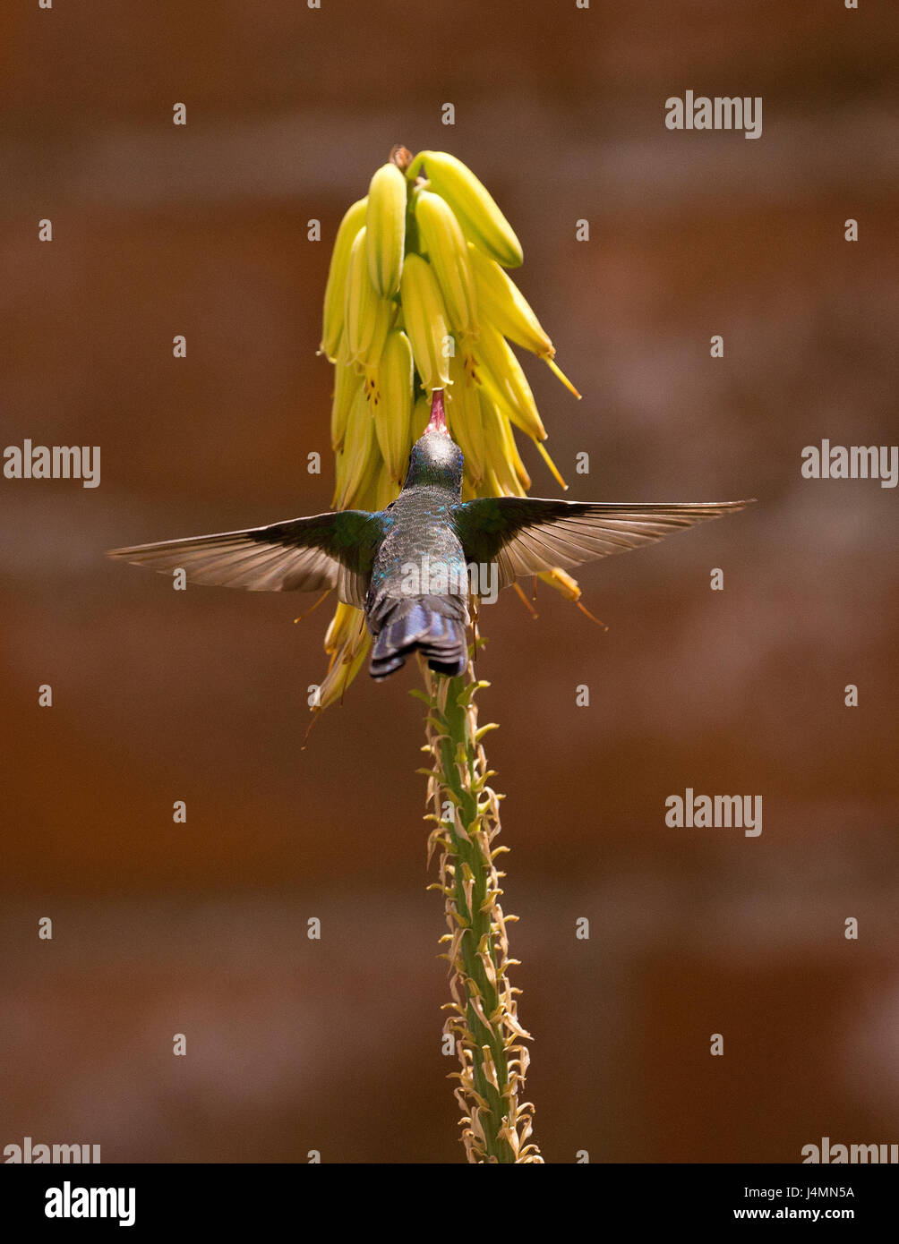 Kolibri im Flug Stockfoto