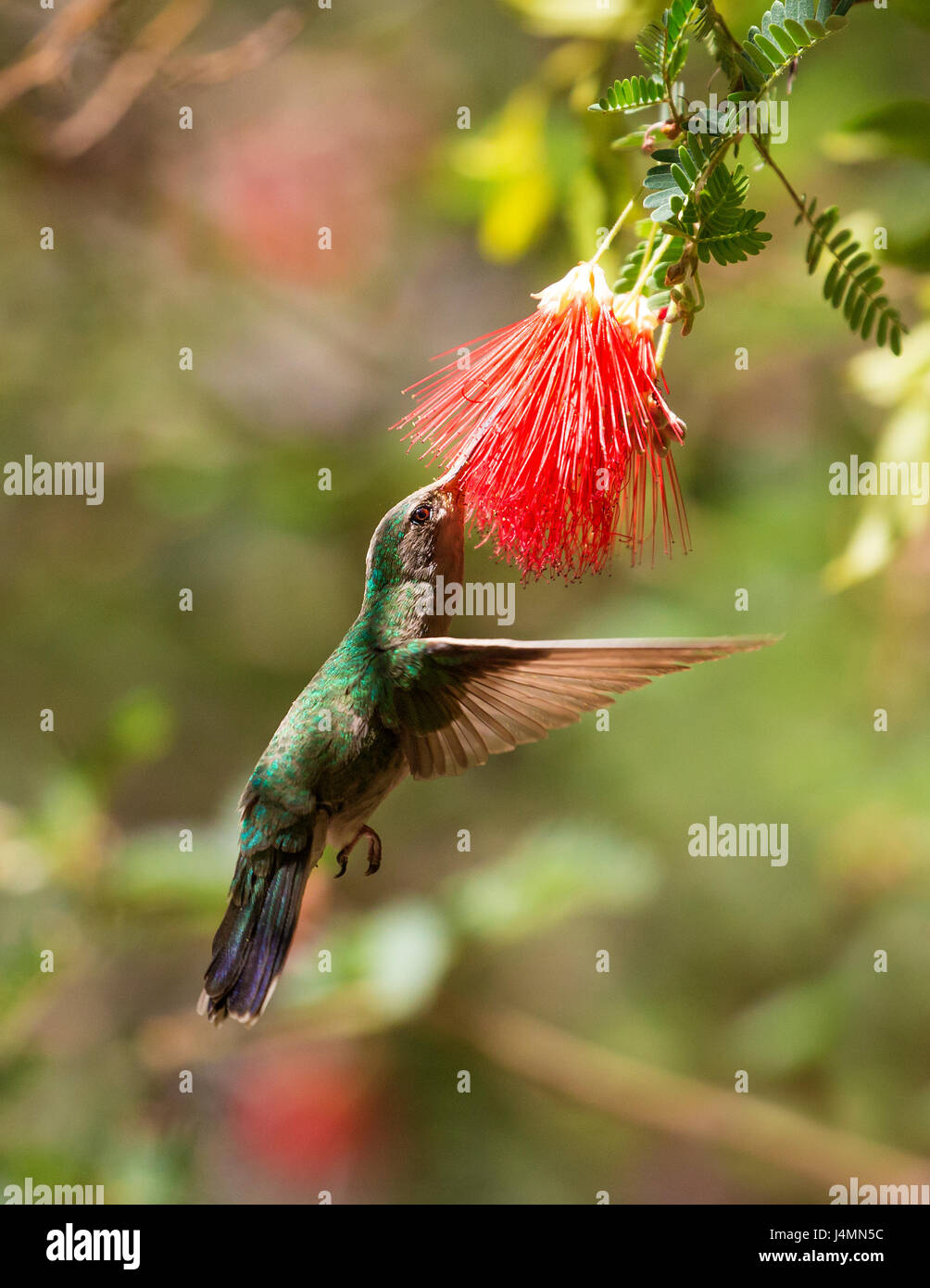 Kolibri im Flug Stockfoto