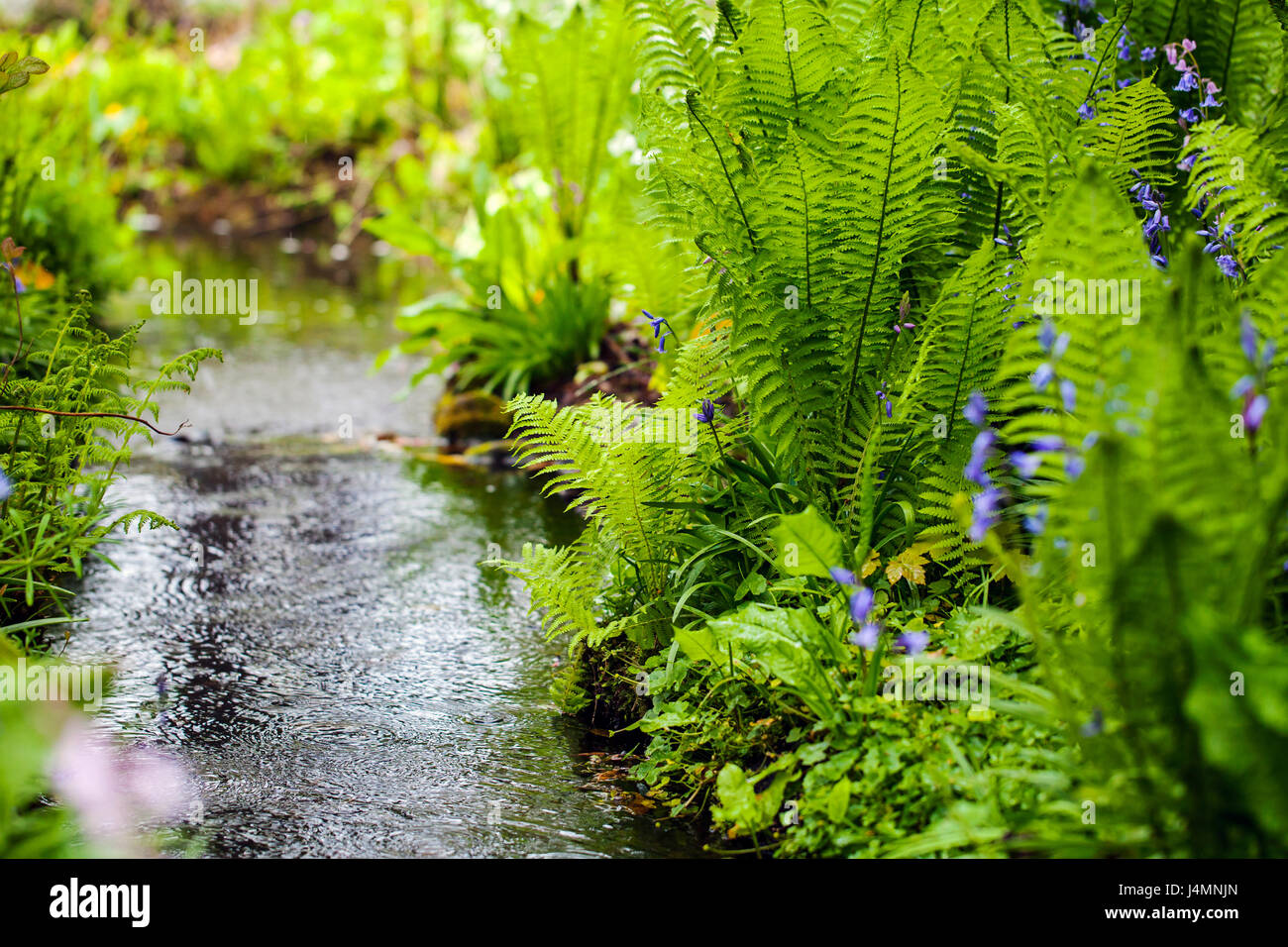 Hortus Botanicus, Botanischer Garten in Leiden, Niederlande Stockfoto