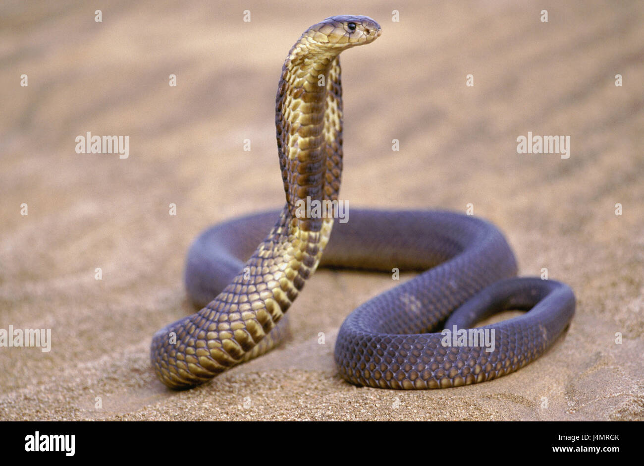 Giftige Schlangen Afrika / Giftige Schlange Auf Der Natur In Den Tropen Stockbild ... : Von den gut 3400 weltweit bekannten schlangenarten sind deutlich mehr als die oft kolportierten 10 % (~340 arten) giftig.