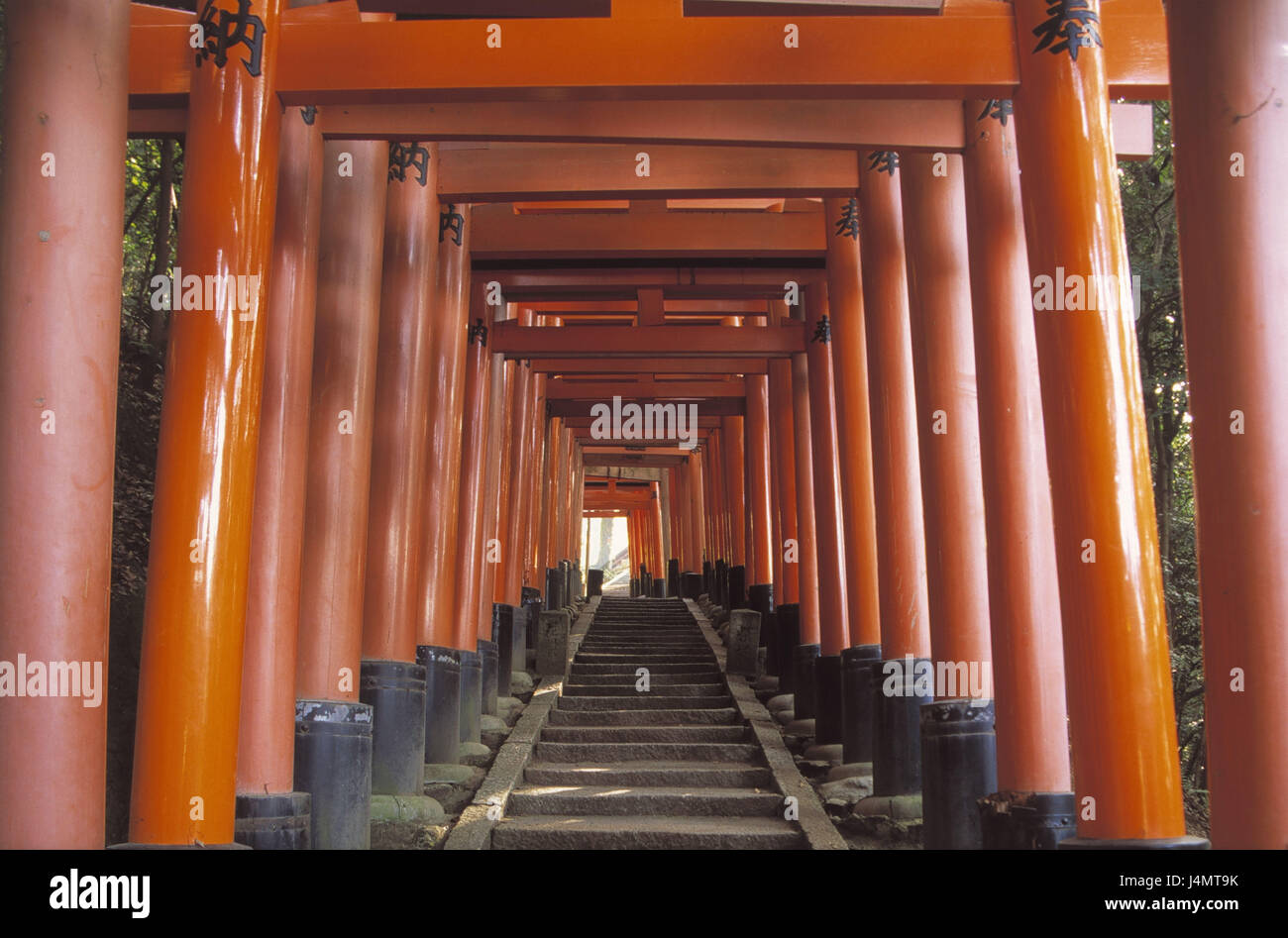 Japan, Kyoto, Fushimi Inari Schrein, hölzerne Tore Asien, Ostasien, Insel Staat, Nippon, Nihon Koku, Honshu, Sehenswertes, Sehenswürdigkeit, 10000 Torii, Holzarbeiten, rot lackiert, Fushimi Inari Schrein, Religion, glauben, Buddhismus Stockfoto