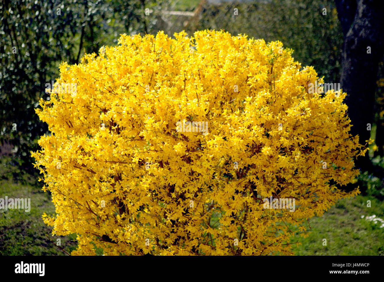 Forsythia shrub Fotos und Bildmaterial in hoher Auflösung Alamy