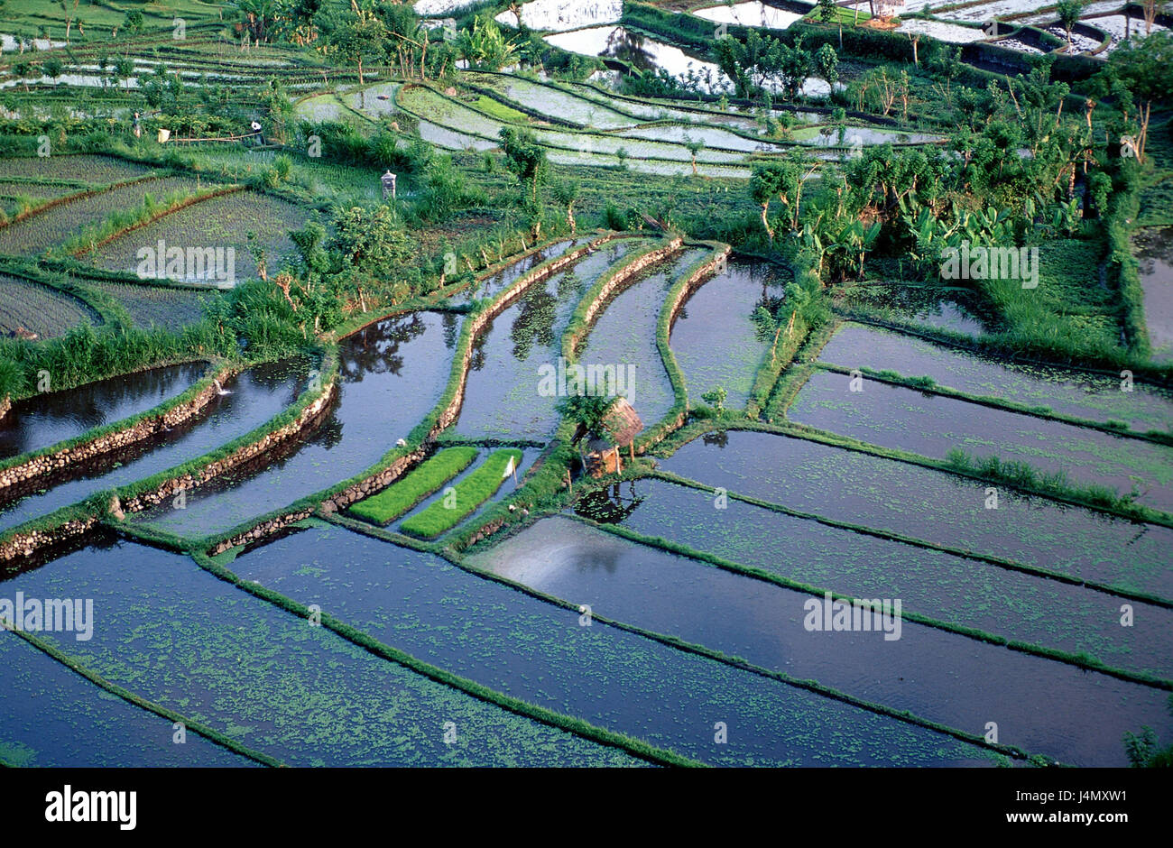 Indonesien, Bali, Reisen, Felder, Luftaufnahmen Stockfoto