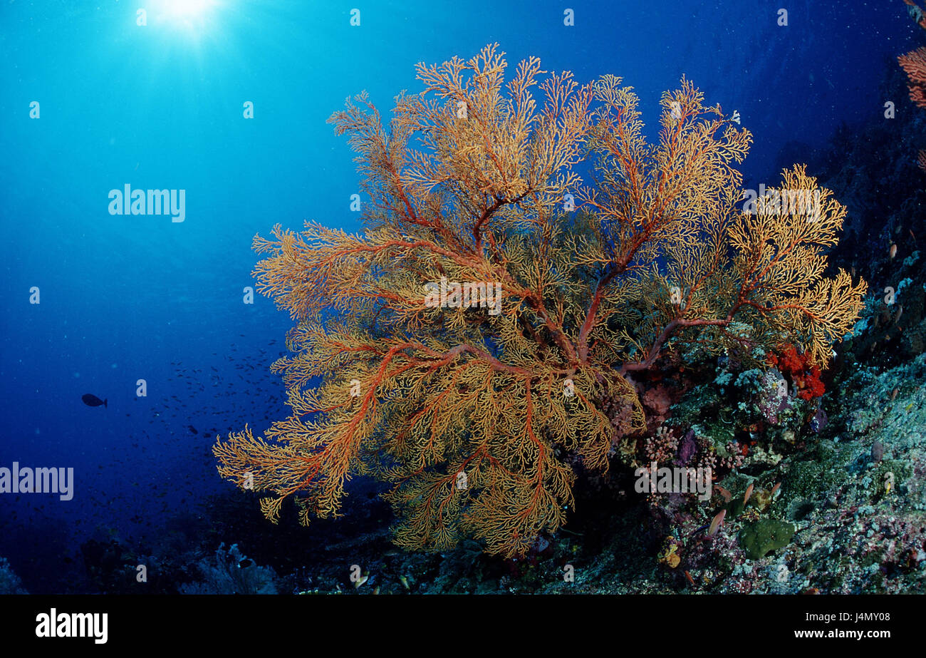 Korallenriff, Koralle, Gegenlicht Stockfoto