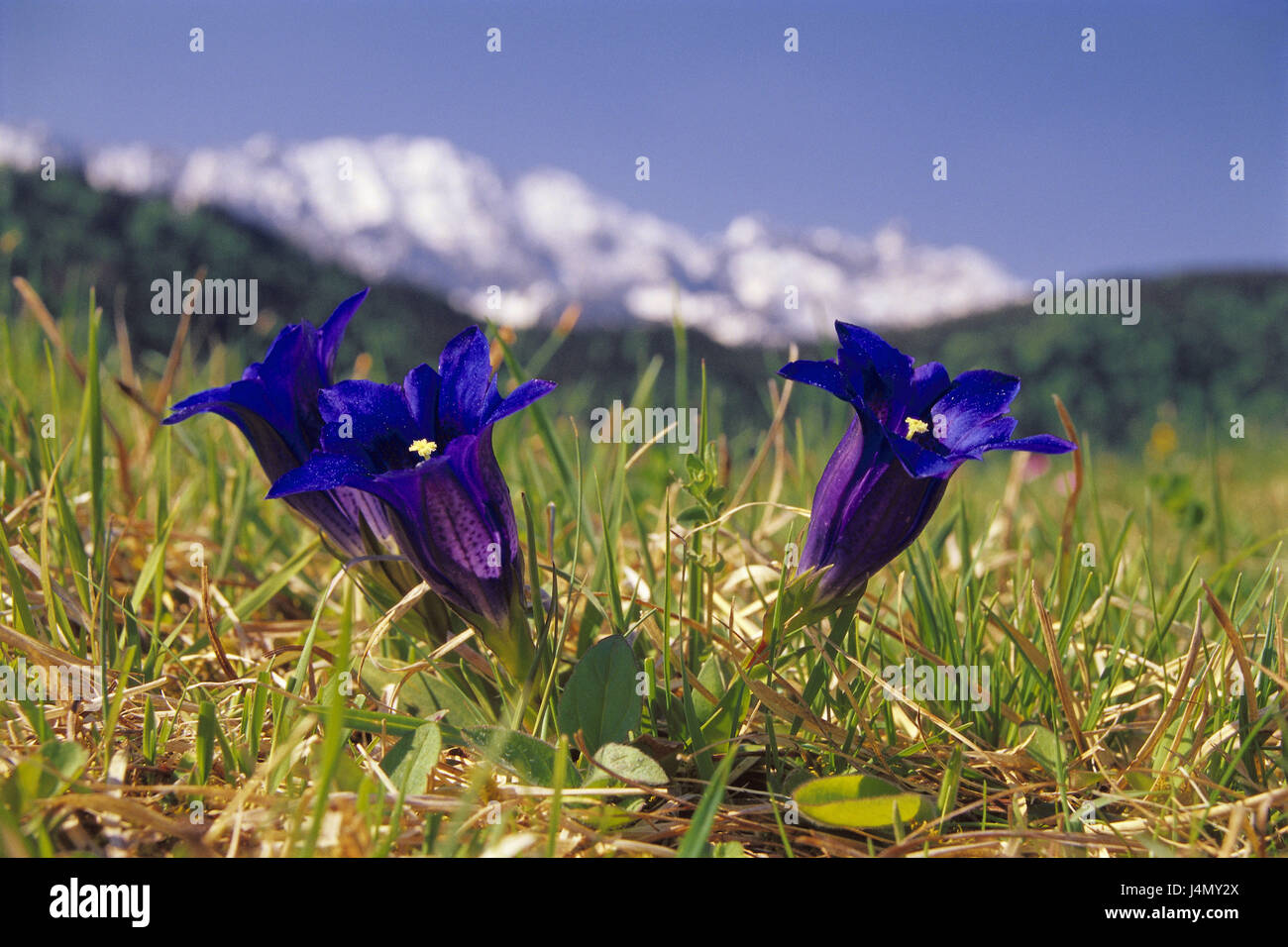 Alm, Stiel Chargen Enzian, Gentiana Acaulis Bayern, Werdenfels, Wiese, Alm,  Vegetation, Blumen, Bergblumen, Alpenblumen, Blüte, Blüten, blau,  Naturschutz, Erholung, Ruhe, Idylle, Natur Landschaft, malerisch  Stockfotografie - Alamy