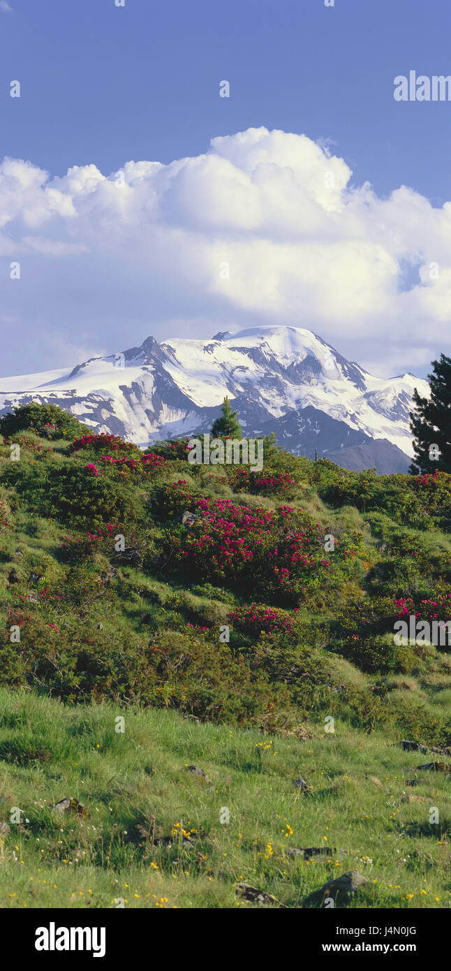 Österreich, Tirol, Kaunertal, Ötztaler Alpen, Berg, weißen See Point, Alp Rosen, Blüte, Landschaft, Natur, Aussicht, Breite, Abstand, Berge, Berge, Himmel, Wolken, Rest, Ruhe, Idylle, Schnee Reste, menschenleer, Vegetation, Alpenrosen, Stockfoto