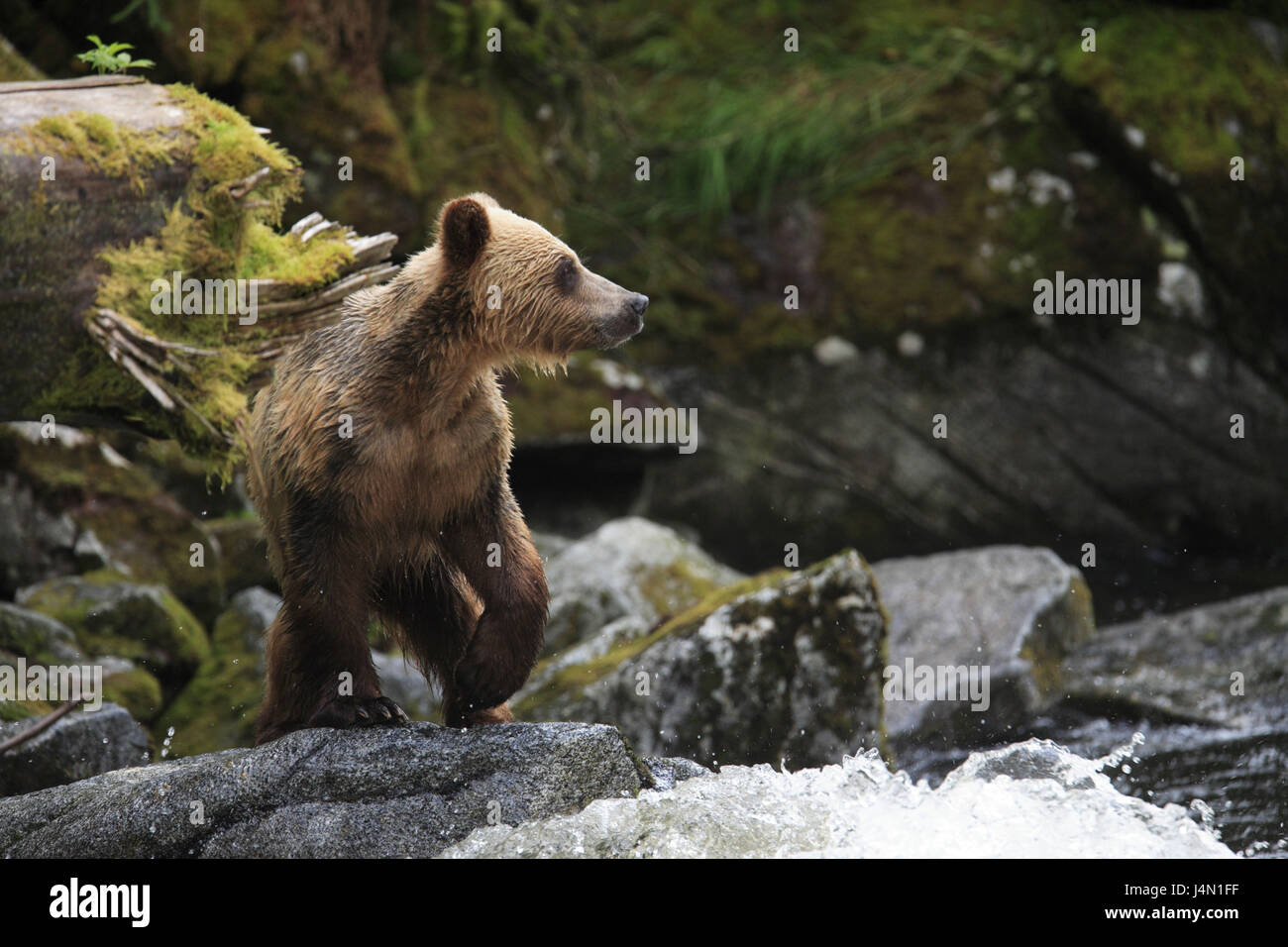 USA, Alaska, Anan Creek, Fluss, Grizzly Bear, Lachs fangen, Stockfoto