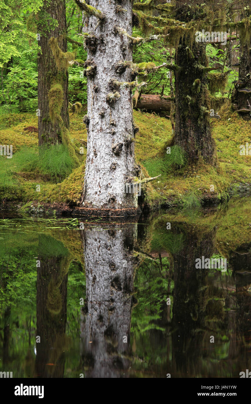 USA, Alaska, Glacier Bay Nationalpark, Bartlett Cove, Holz, See, Spiegelung, Stockfoto