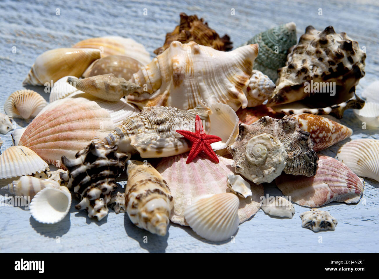 Sandstrand, Muscheln, verschiedene, Strand, Sand, Muscheln, Kalk-Schalen, Seestern, Treibgut und Jetsam, sammeln, viele, Stillleben, Objektfotografie, Symbol, Urlaub, Stockfoto