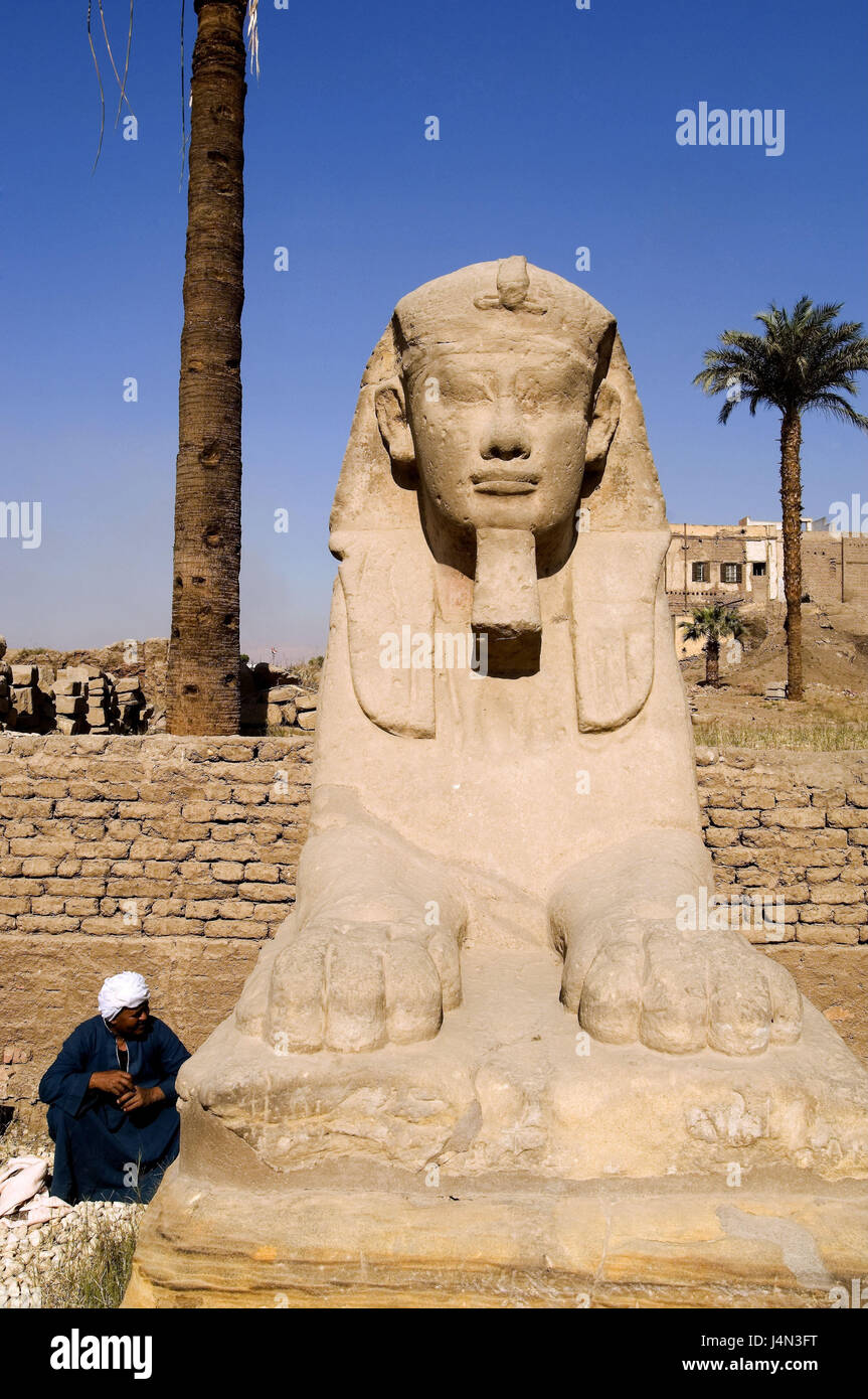 Ägypten, Nil Senke, Luxor, Luxor-Tempel, Sphinx Avenue, Mann, Stockfoto