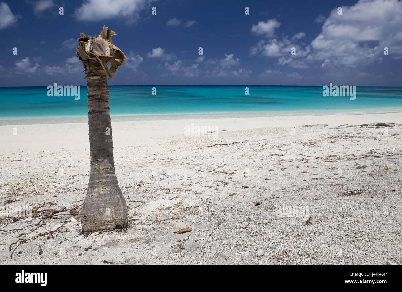Lagune, Strand, Palmen Stamm, Bikini, Marshall-Inseln, Stockfoto