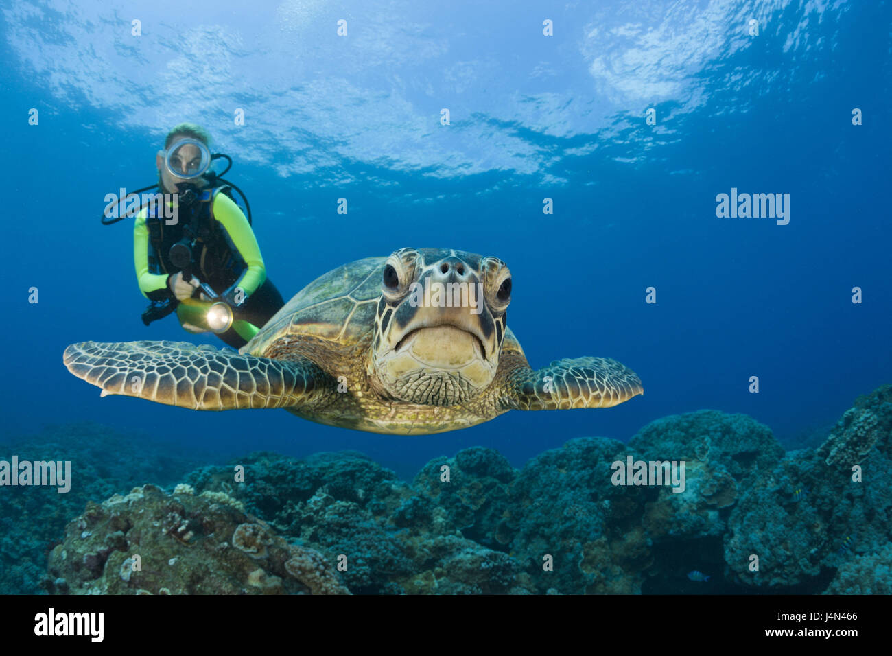 Grüne Meeresschildkröte, Taucher, Stockfoto