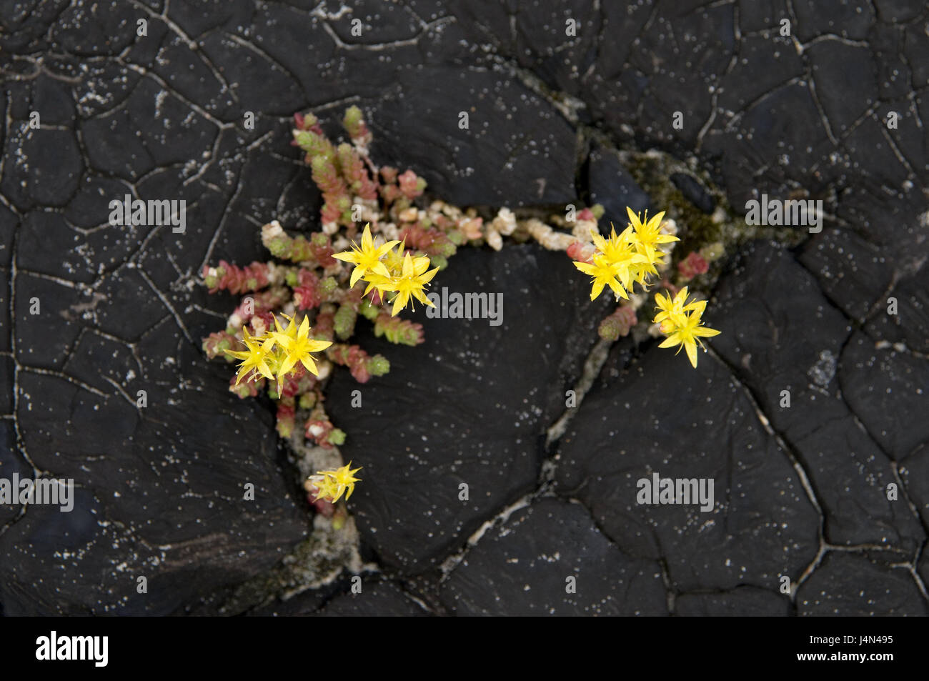 Asphalt, Fissuren, Wehrmauer Pfeffer, Nahaufnahme, Straße, Weg, Steinen, Felsen, Pflanzen, Blumen, Dickblattgewächse, asphalt, Teer, tar-Kappen, wachsen, sprießen, prosper, Icon, Kraft, Stärke, Energie, Widerstandskraft, Willenskraft, unverwüstlich, robust, demütig, bescheiden, taktlos, geben, wird Fähigkeit durchzukommen, Stockfoto