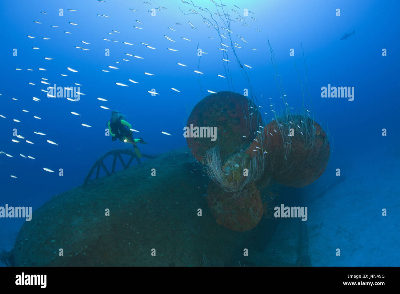 Taucher, Schiffswrack, USS Anderson, Stockfoto