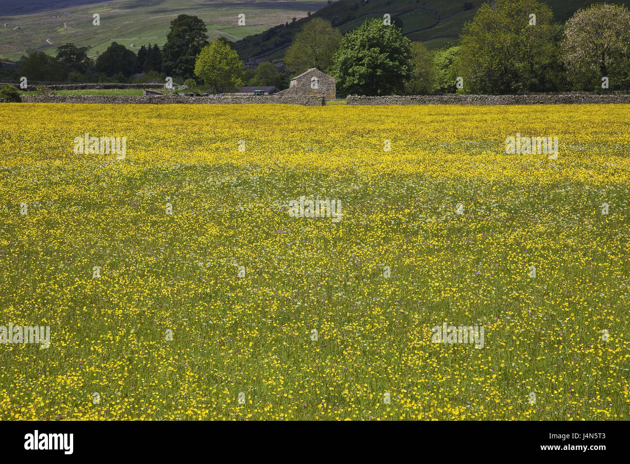 Großbritannien, England, Yorkshire, Yorkshire Dales, Swaledale, Landschaft, Blumenwiese, Stockfoto