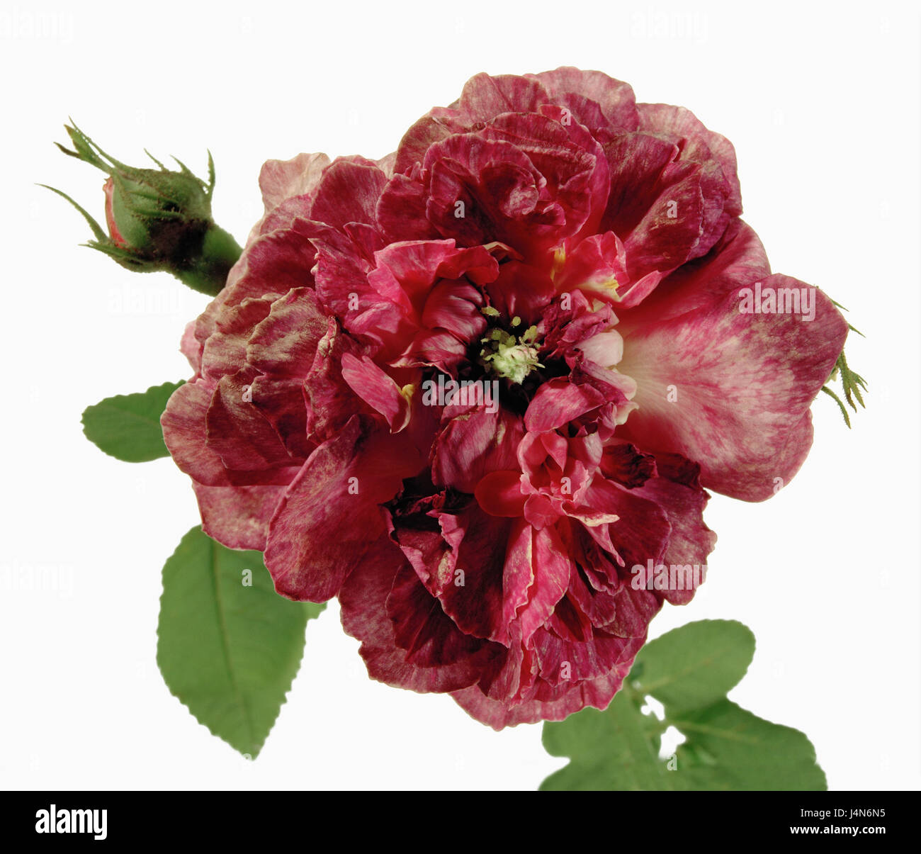 Rose, Name: 'Rinde von den Jardins', Dissektion Gallicanae, Gallica-Rosen, Züchter: Guillot Fils, Frankreich, im Jahre 1872 Stockfoto