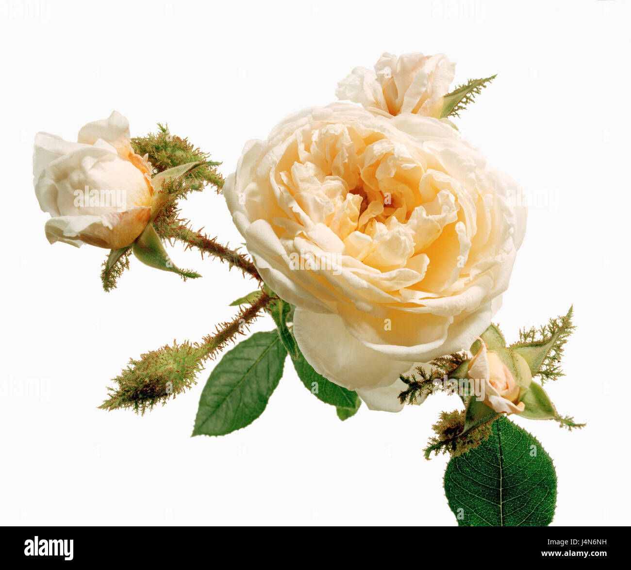 Rose, Name: 'Golden Moss', Dissektion Gallicanae, Moos-Rosen, Züchter: Dot, Spanien, 1932 Stockfoto