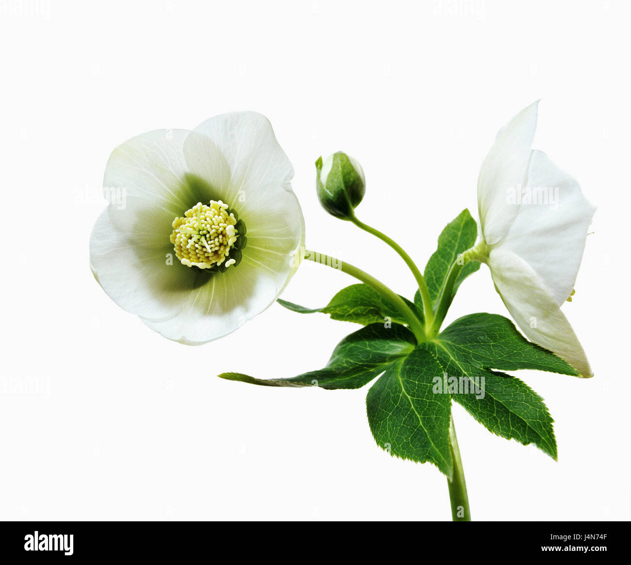 Christrose, Name: Ballards Hybrid "Uschba", Stockfoto