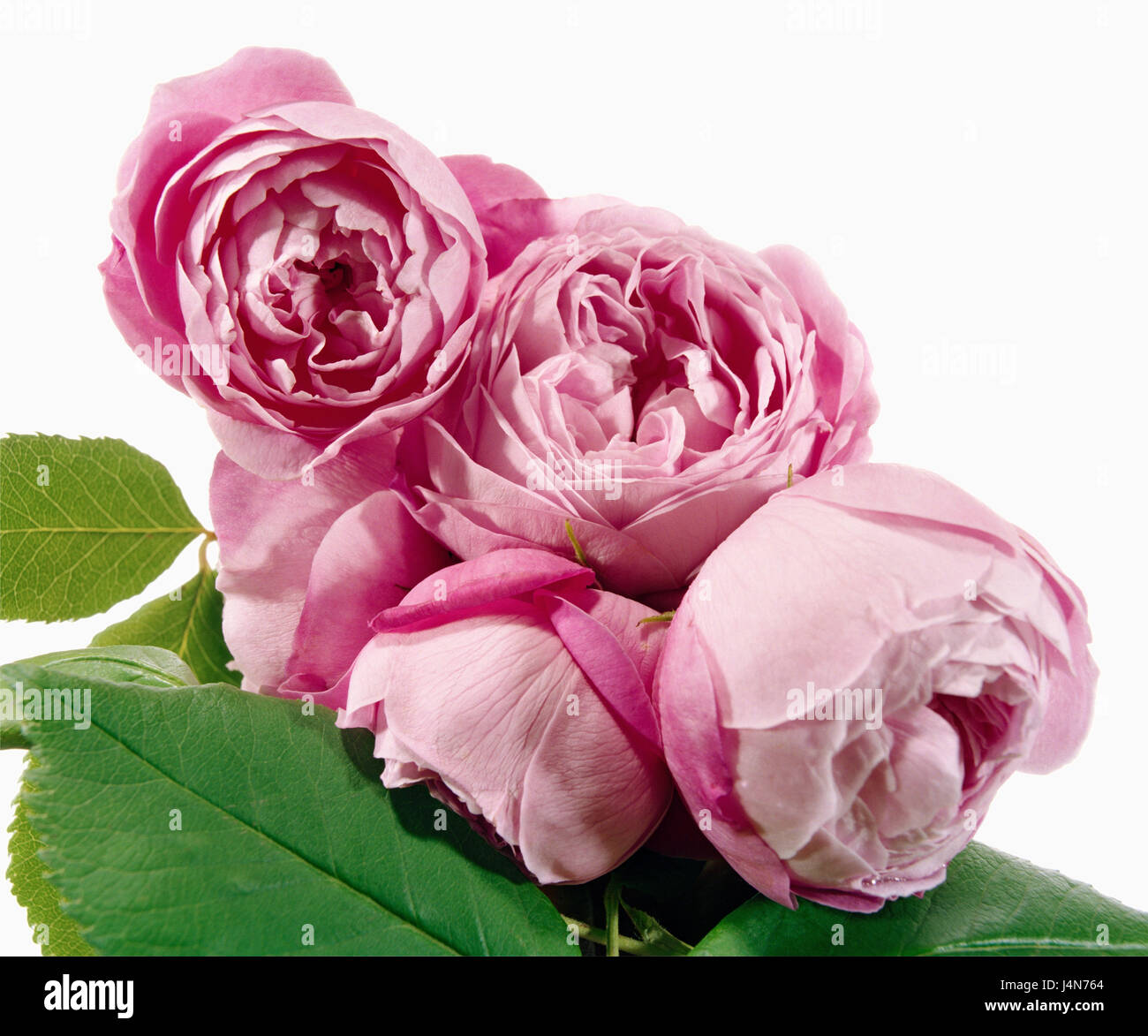 Rose, Name: 'Reine Victoria', Dissektion Chinenses, Bourbon-Rosen, Züchter: Joseph Schwartz, Frankreich, im Jahre 1872 Stockfoto