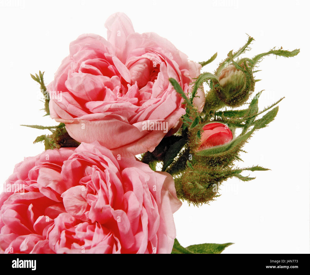 Rose, Name: 'D'Arcet', Dissektion Gallicanae, Moos-Rosen, Züchter: Robert, France, 1851 Stockfoto