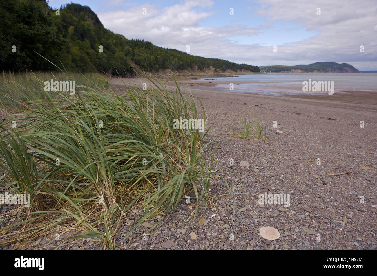 Strand, Rasen, windig, Herring Cove, Fundy bundesweit Park, Bay Of Fundy, Albert, New Brunswick, Kanada Stockfoto