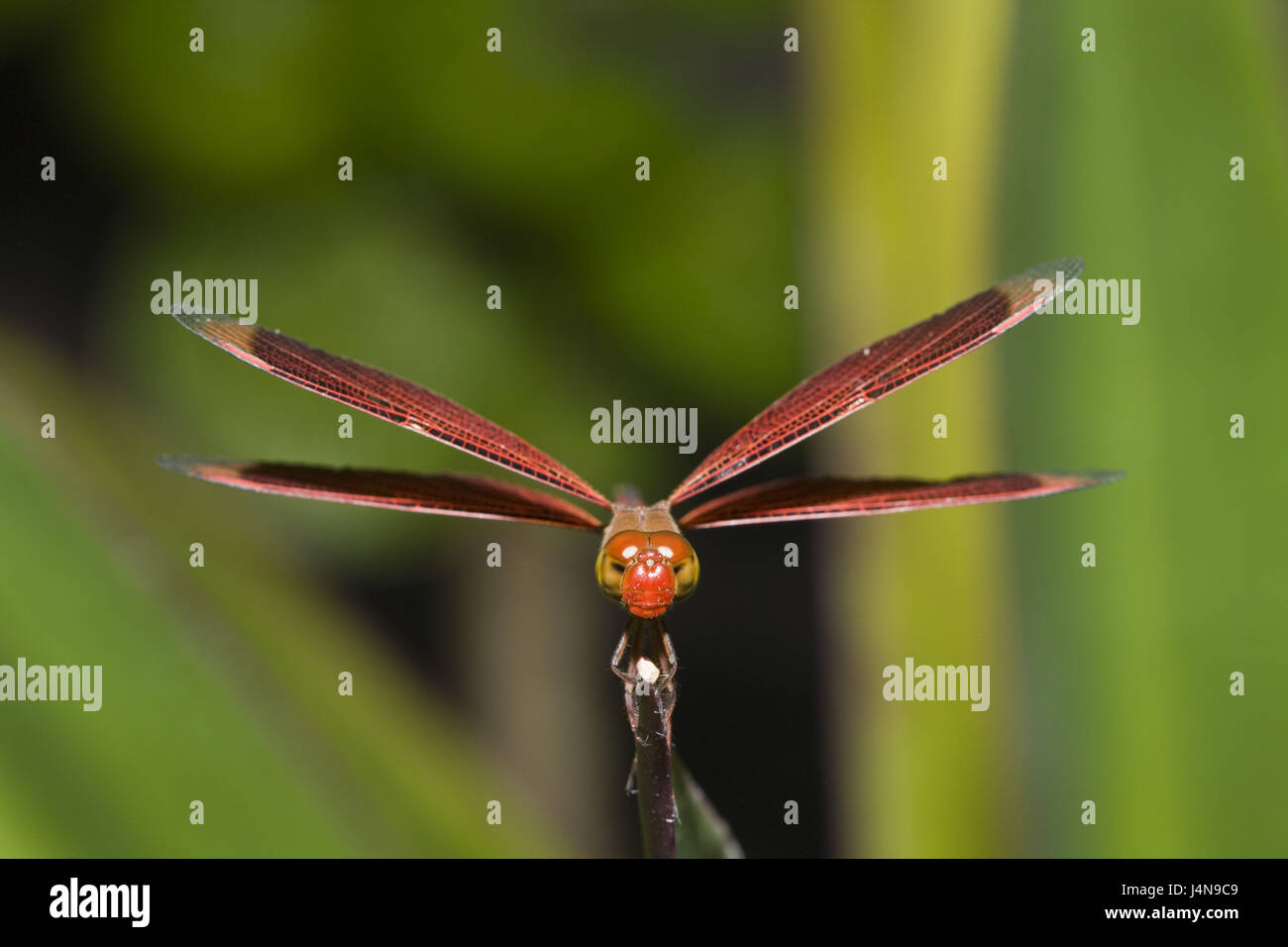 Libelle, braun, Flügel ausbreiten, Stockfoto