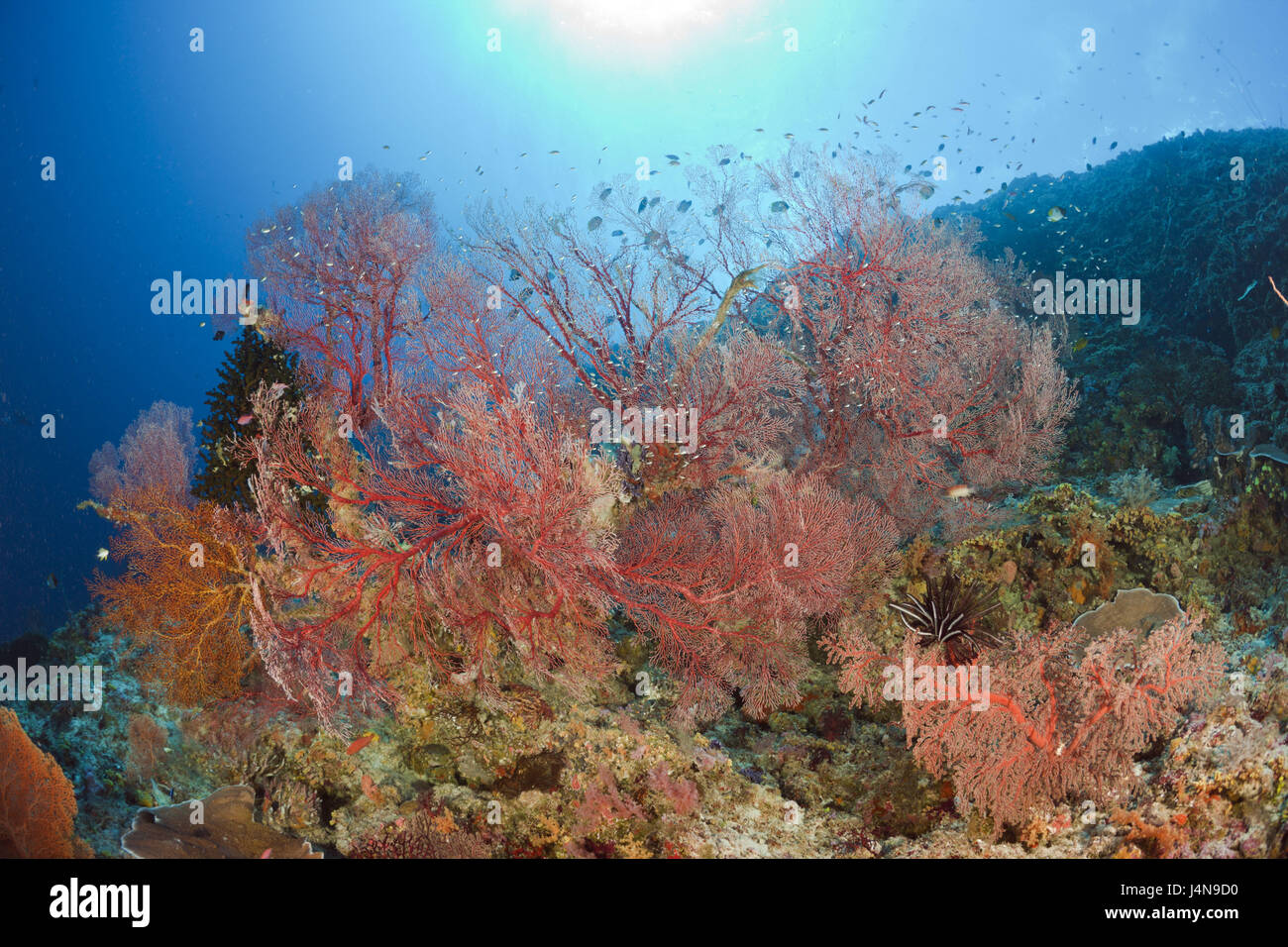 Unterwasser-Aufnahme, Riff, Knoten Felder, Melithaea spec, Gegenlicht, Stockfoto